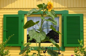 Sonnenblumenfensterladen-m
