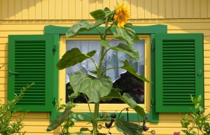 Sonnenblumenfensterladen-m